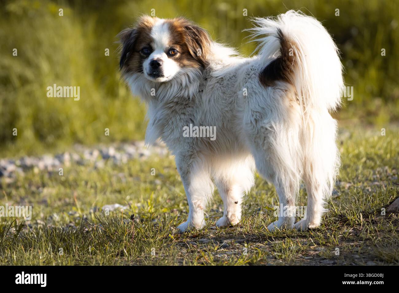 Cane soffice con cappotto bianco e marrone in piedi allerta su un sentiero erboso, rivolto verso la fotocamera. Catturata con la luce dell'ora d'oro con occhi espressivi Foto Stock