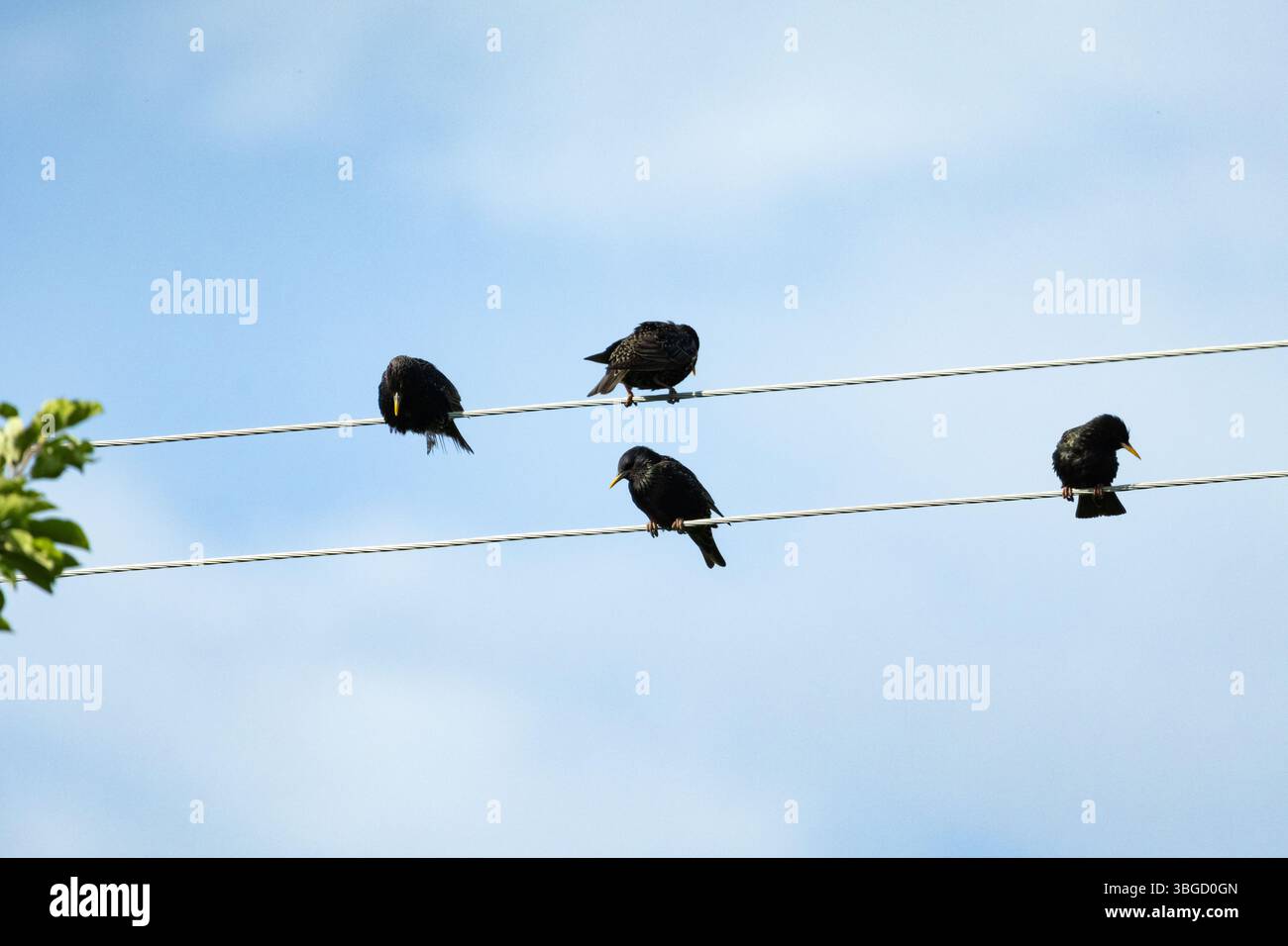 Quattro stelle che riposano in formazione su un filo sotto un cielo estivo. Equilibrio naturale e simmetria Foto Stock