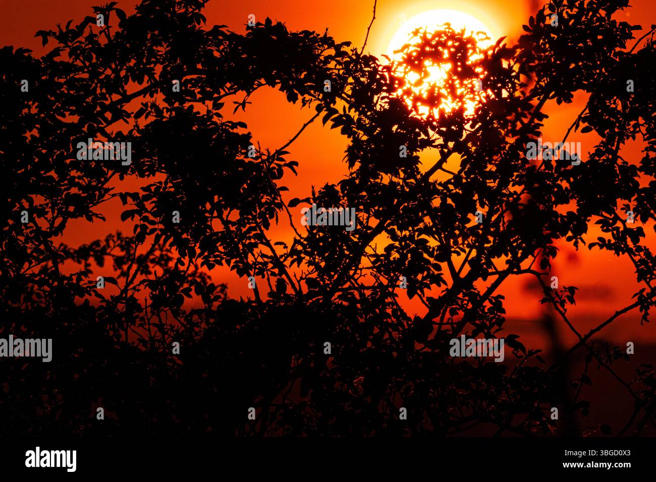 Tramonta attraverso una tettoia scura di alberi con un intenso bagliore arancione, perfetta per editoriali e immagini ambientali spettacolari Foto Stock