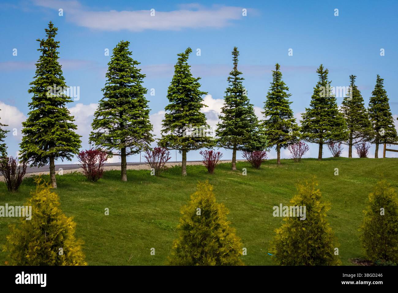 Fila simmetrica di abeti sempreverdi su una lussureggiante collina erbosa sotto un cielo azzurro, simboleggiando ordine e natura in perfetta armonia Foto Stock
