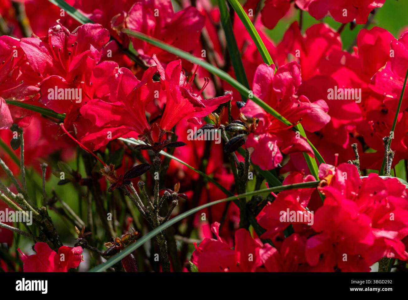 Azalee rosse brillanti che fioriscono alla luce del sole, con api e lame d'erba che si intrecciano attraverso il denso display floreale Foto Stock
