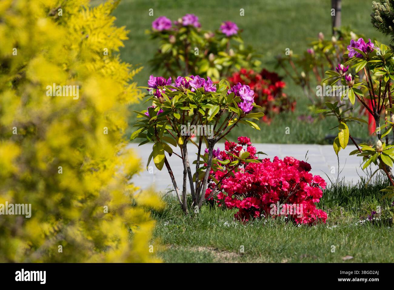 Piccolo giardino paesaggistico con rododendri in fiore, cipresso ed erba verde fresca Foto Stock