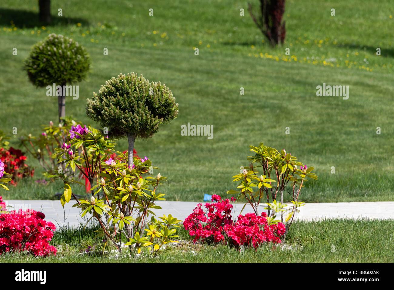 Giardino di fiori curato con cura con rododendri giovani e topiario di pino perfettamente rifinito Foto Stock