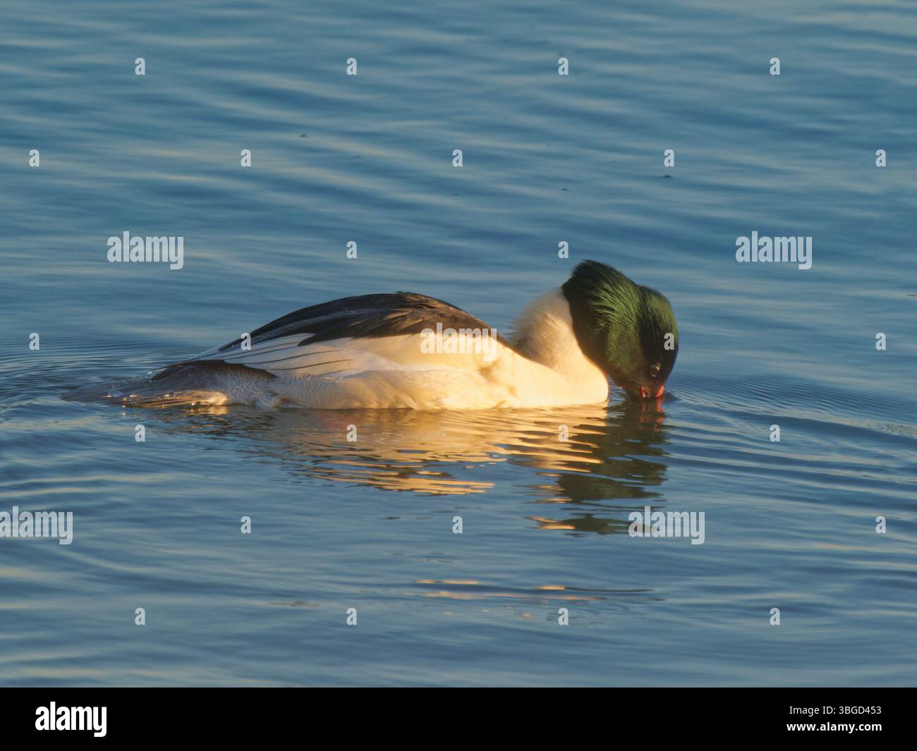 Goosander drake dabling Mergus Merganser Abberton Reservoir, Essex, Regno Unito BI043536 Foto Stock