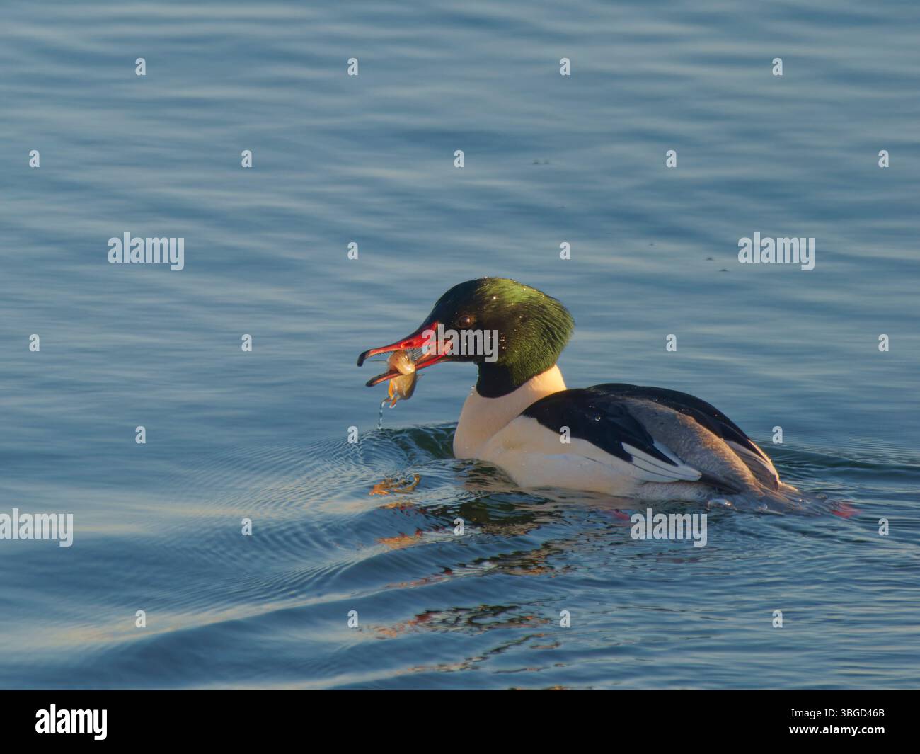 Goosander drake con pesce Mergus Merganser Abberton Reservoir, Essex, Regno Unito BI043543 Foto Stock