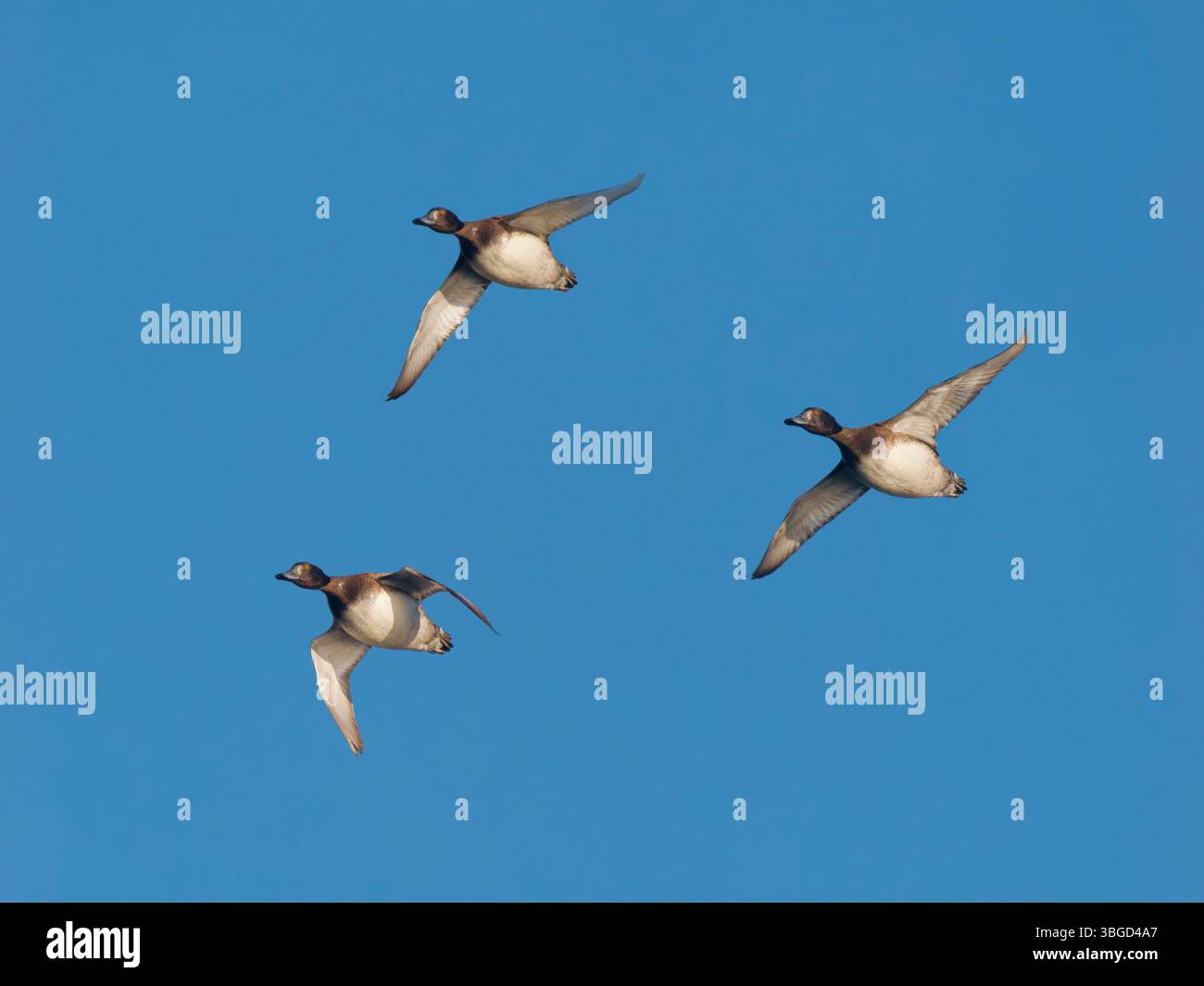 Tufed Duck in Flight Aythya ferina Abberton Reservoir, Essex, UK BI043551 Foto Stock