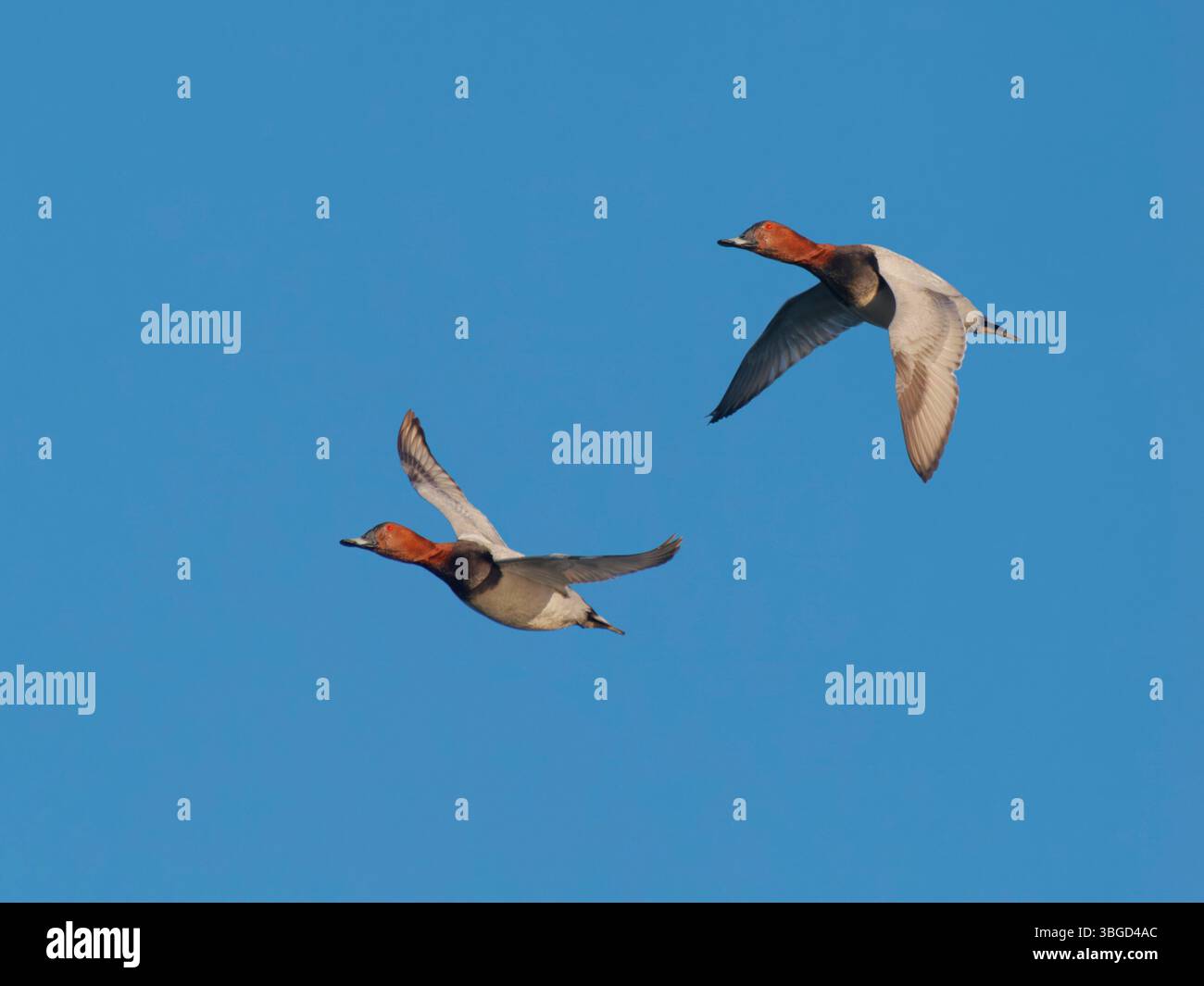 Pochard in volo Aythya ferina Abberton Reservoir, Essex, Regno Unito BI043554 Foto Stock