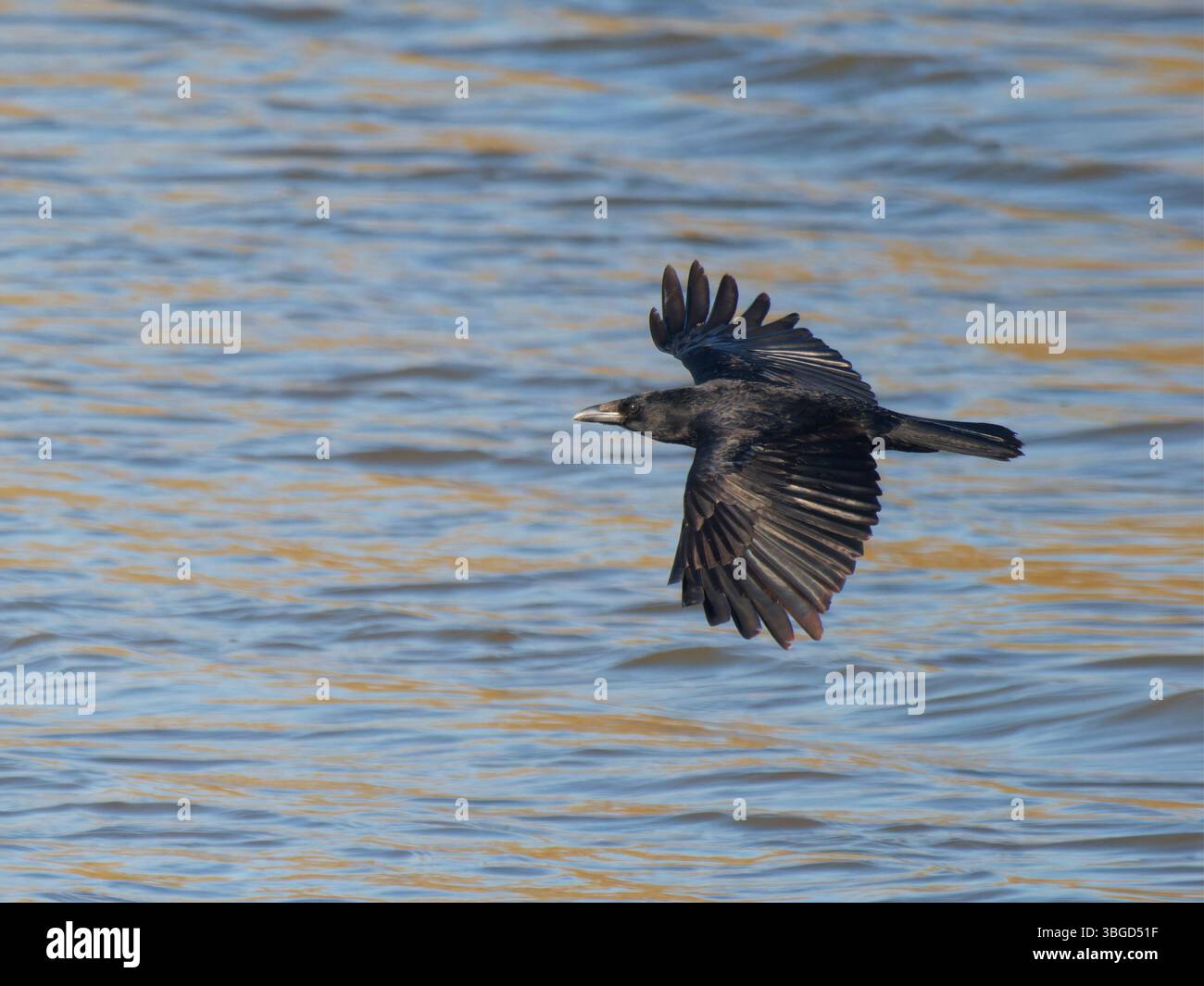 Carrion Crow sorvolando l'acqua corvus corone Abberton Reservoir, Essex, UK BI044950 Foto Stock