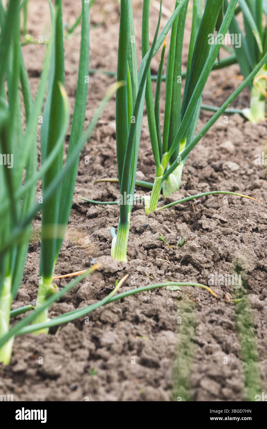 Erba cipollina. Sfondo sfocato, primo piano. Campo agricolo in campagna. Foto Stock