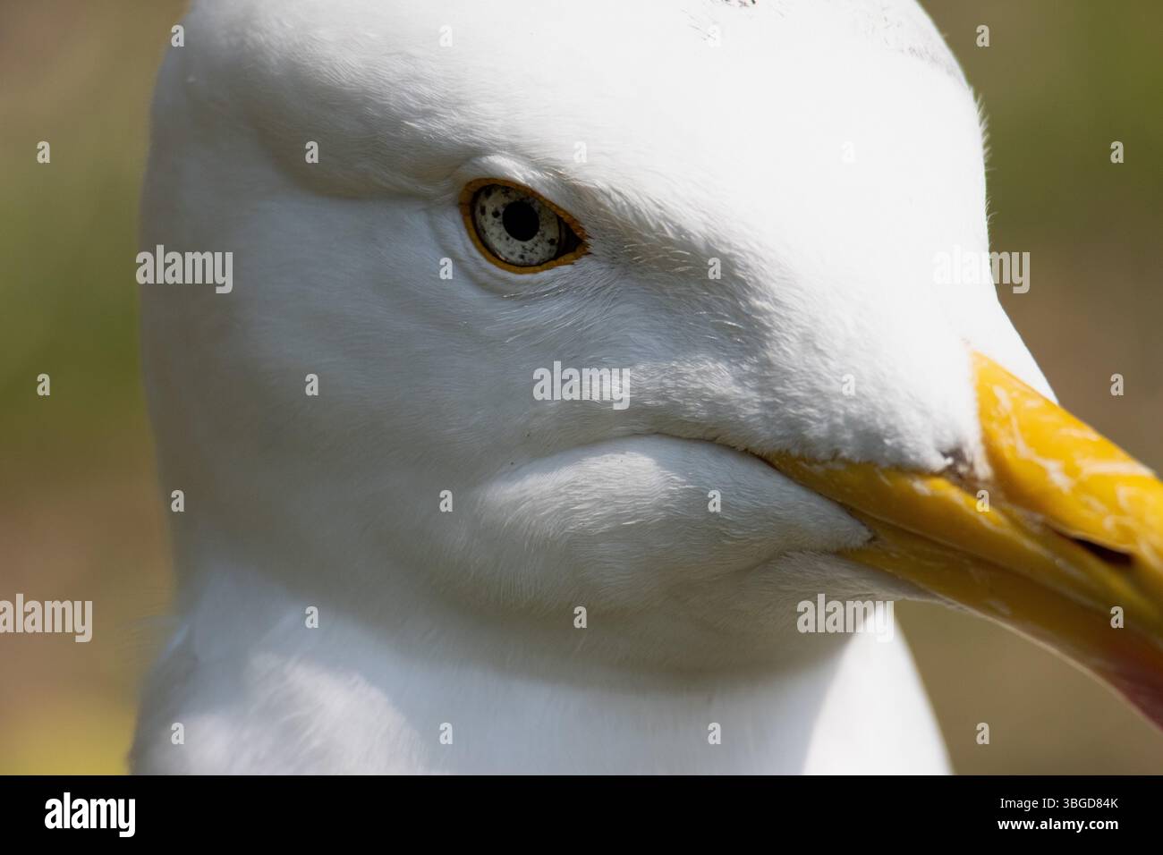 Primo piano di una testa di gabbiano aringa . Foto di alta qualità Foto Stock