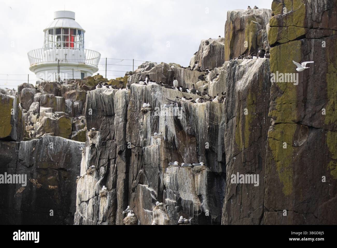 Colonia di ghigliottine e risvegli sull'Inner farne con il faro di farne in lontananza Foto Stock