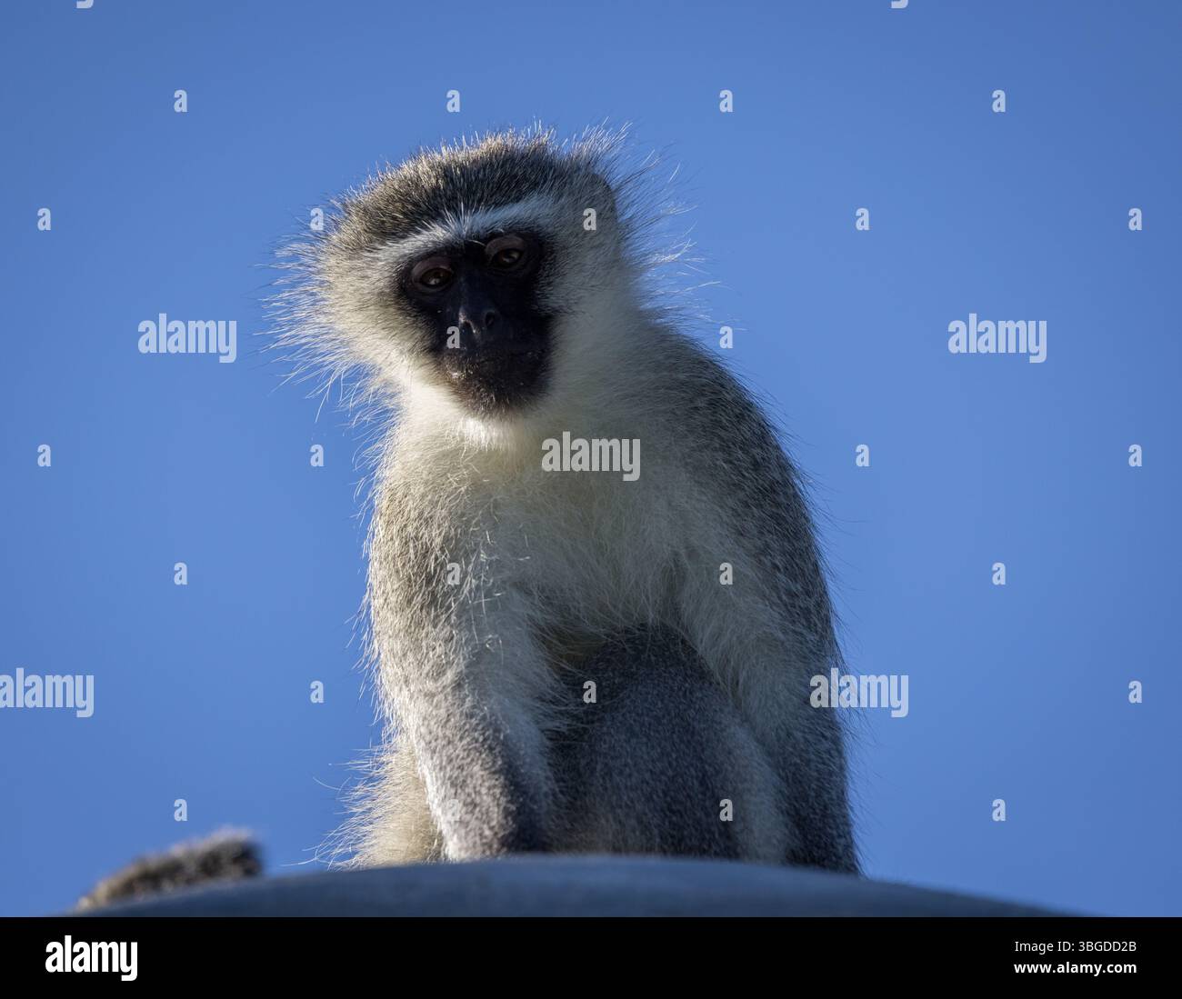 Una scimmia vervet poggia su un tetto contro un cielo blu in Sud Africa. Primati selvatici osservati in habitat naturali periferici urbani. Foto Stock