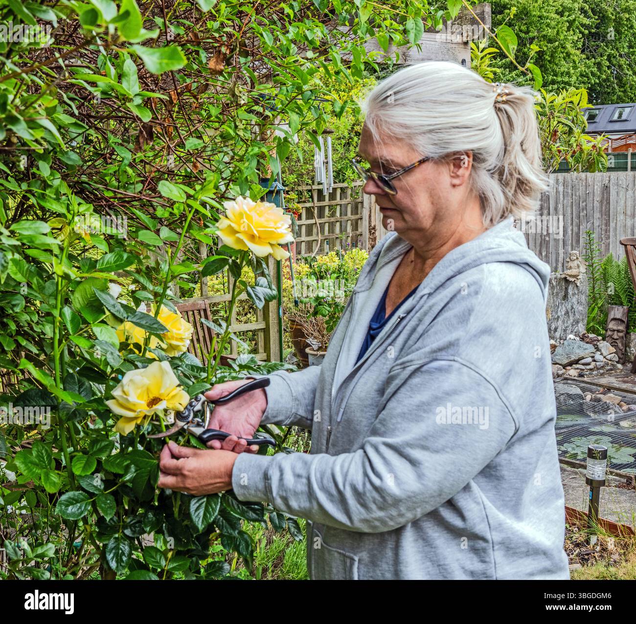 Lady che si sta incastrando su una rosa Foto Stock