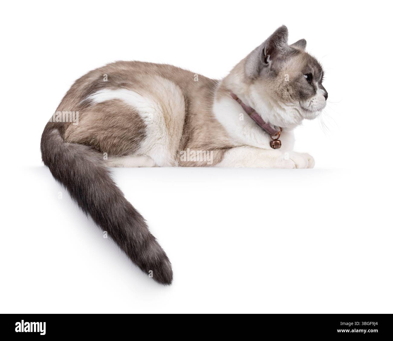 Grazioso gatto con bellissime marcature, che si stende su lati con la coda appesa sul bordo. Guardare lateralmente lontano dalla fotocamera con gli occhi grandi. Isolare Foto Stock