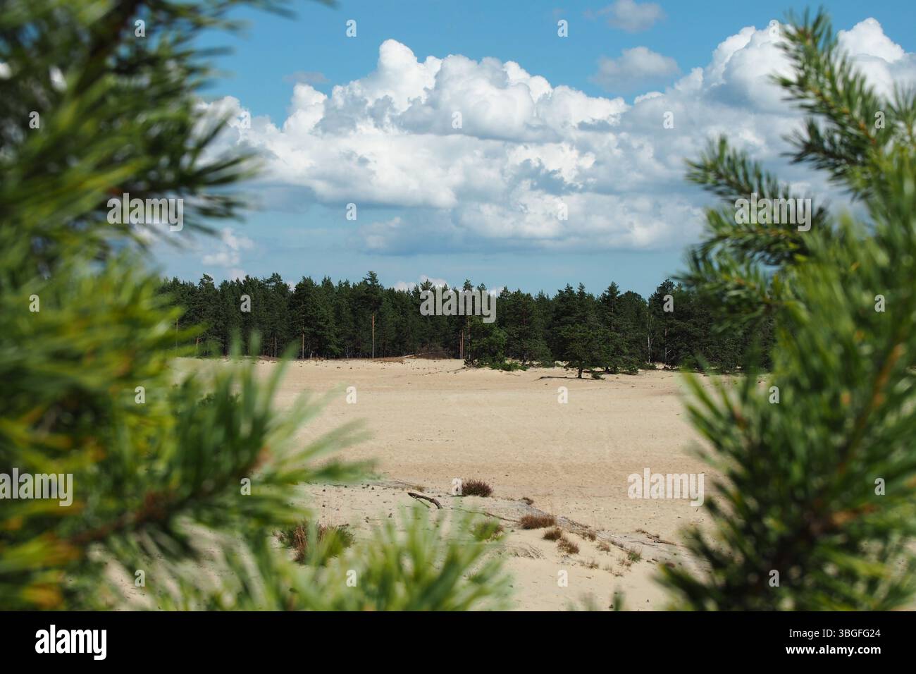 Paesaggio sabbioso incorniciato da rami di pino con sfondo forestale Foto Stock