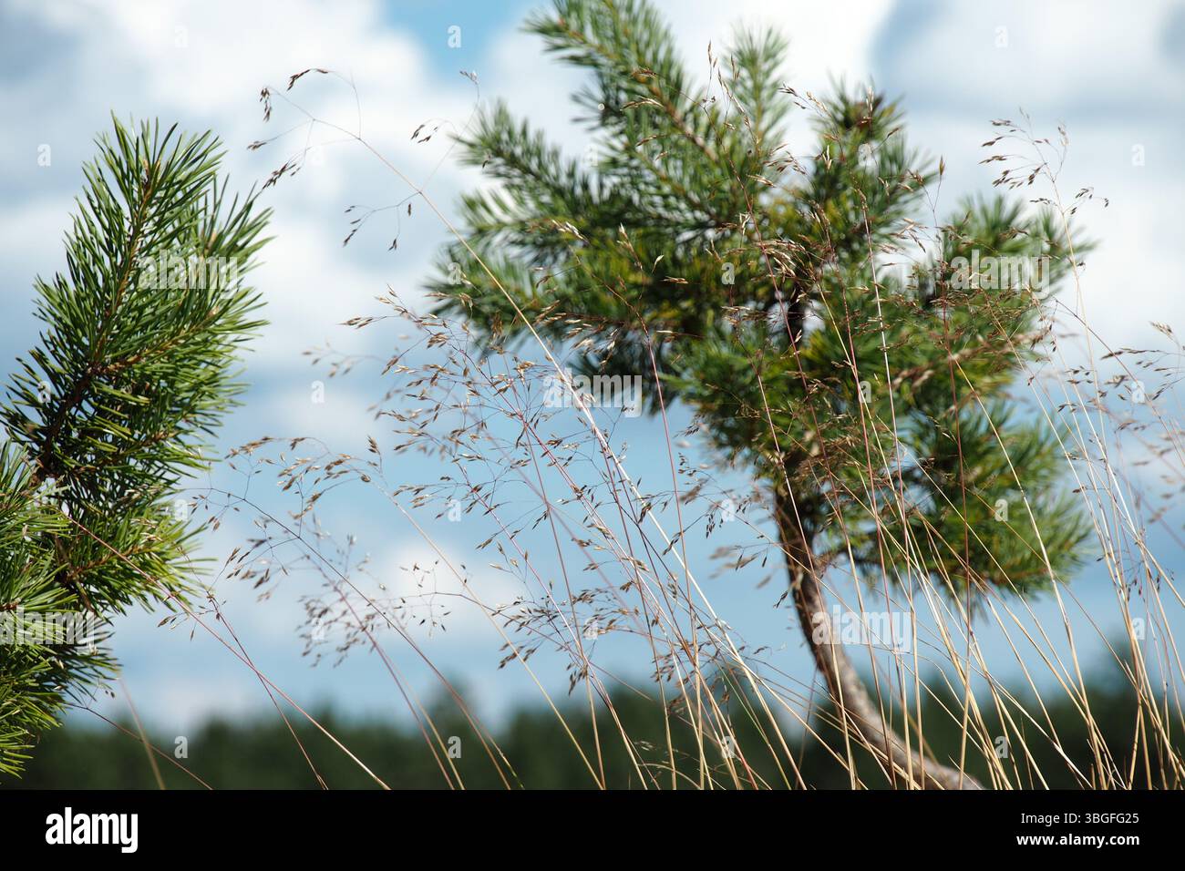 Primo piano di rami di pino e erba alta contro un cielo blu Foto Stock