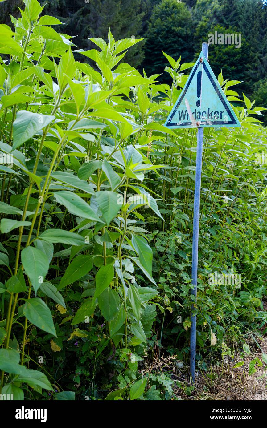 Parcella alimentare con un cartello in tedesco che indica che si tratta di un campo di questo tipo. Foto Stock