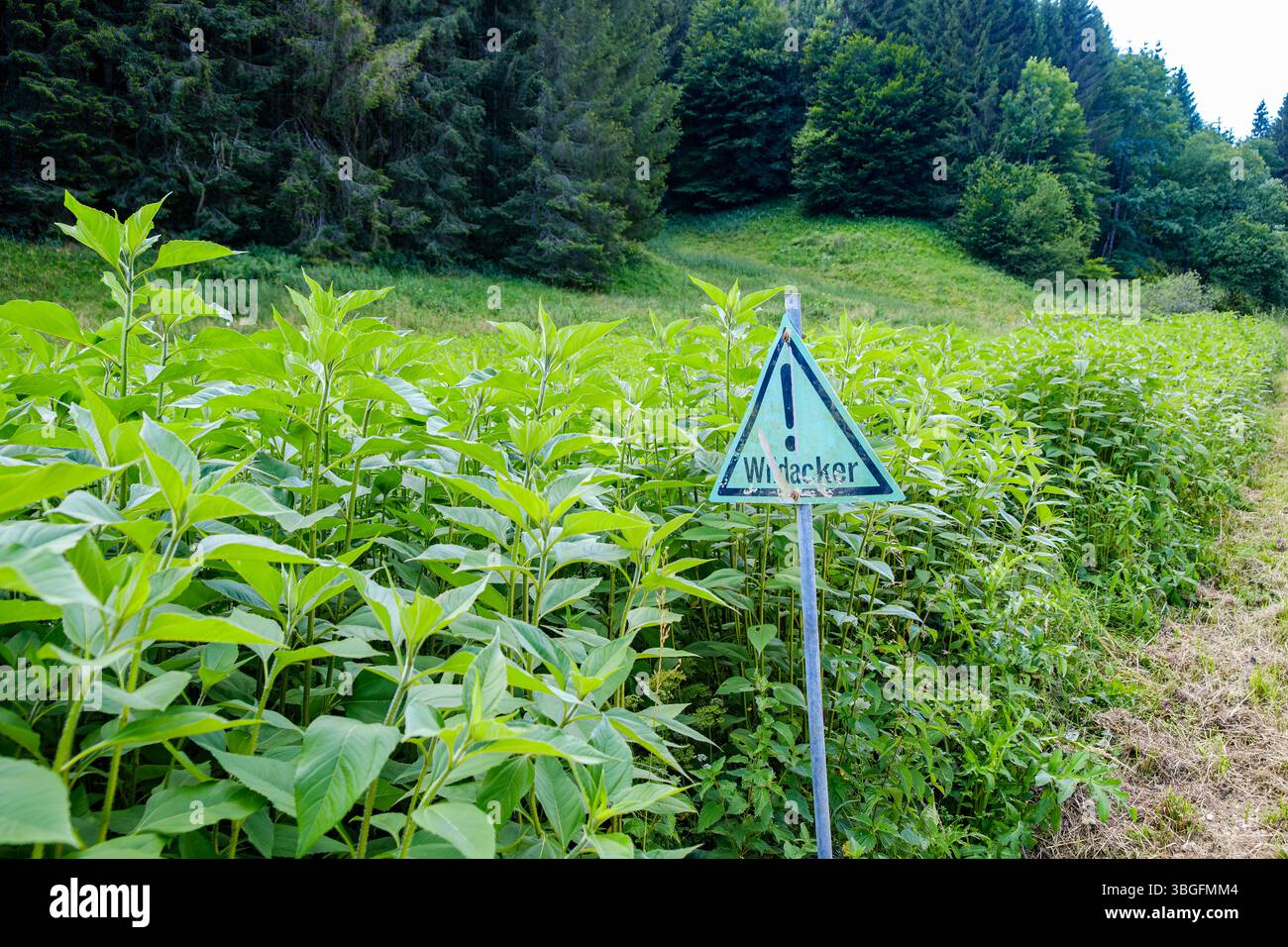 Parcella alimentare con un cartello in tedesco che indica che si tratta di un campo di questo tipo. Foto Stock