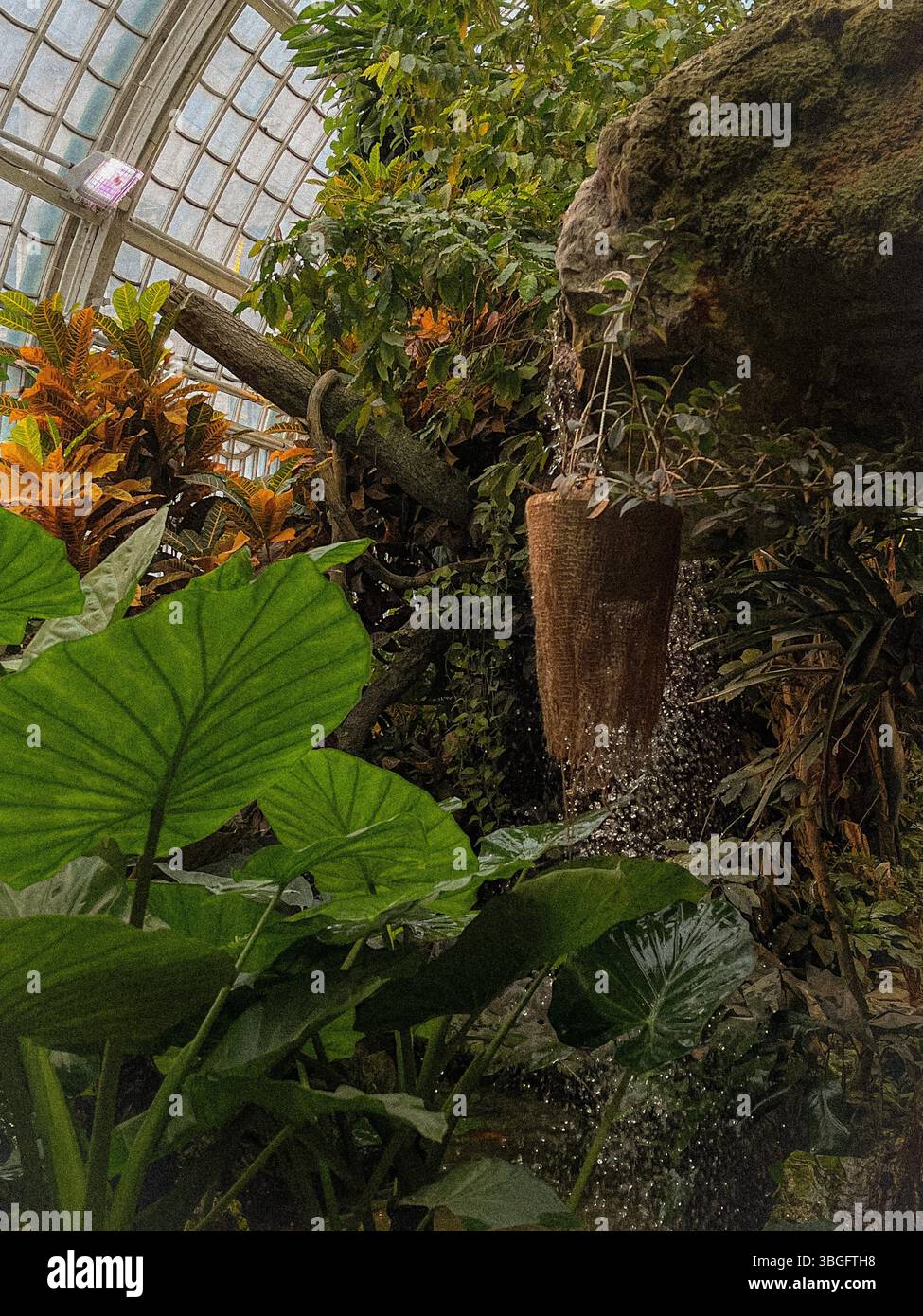 Interno della serra tropicale con lussureggiante vegetazione verde, una pianta sospesa e acqua che scorre da un contenitore sospeso. Foto Stock