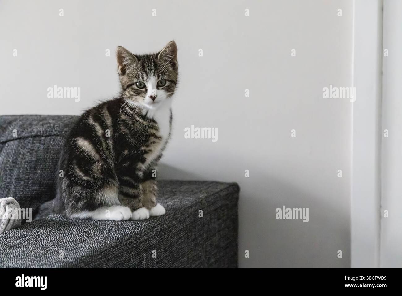 Un gattino da tabby domestico molto giovane e carino sembra curioso e seduto sul braccio di un divano Foto Stock