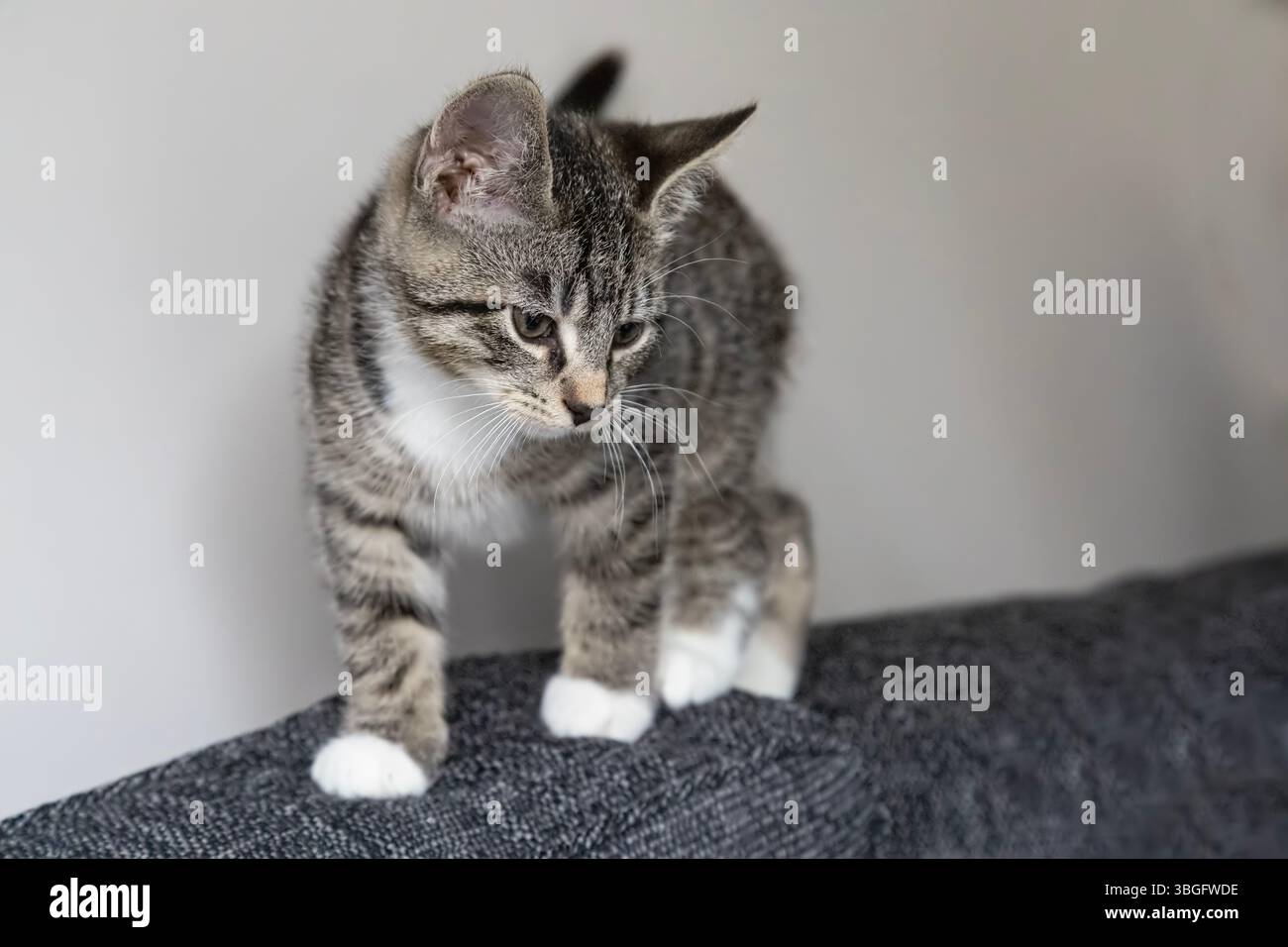 Curioso, carino, gattino da tabby domestico con pantaloncini corti, che esplora i mobili a otto settimane di età Foto Stock