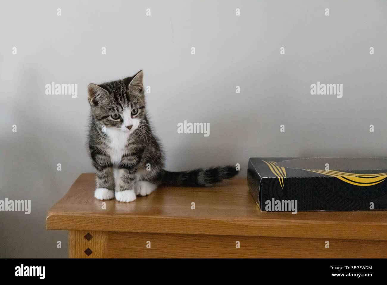 Carino gattino da tabby domestico shorthair seduto ordinatamente su un tavolo accanto a una scatola di fazzoletti Foto Stock