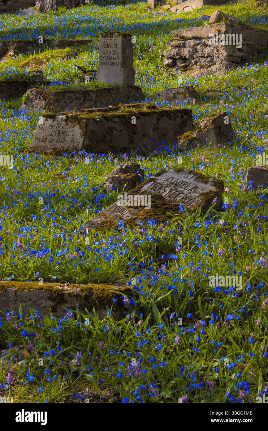 Vista ravvicinata di vecchie lapidi ricoperte di muschio circondate da fiori di scilla blu in fiore in un cimitero storico in primavera. Foto Stock