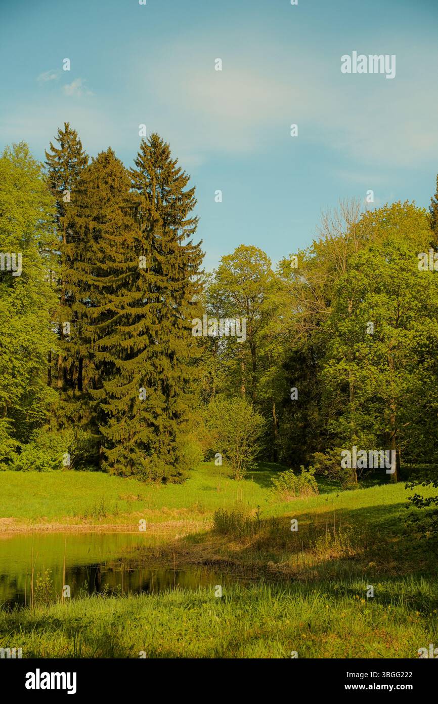 Paesaggio naturale panoramico con un tranquillo laghetto circondato da lussureggiante erba verde e alti alberi di conifere e decidue sotto un cielo azzurro. Foto Stock
