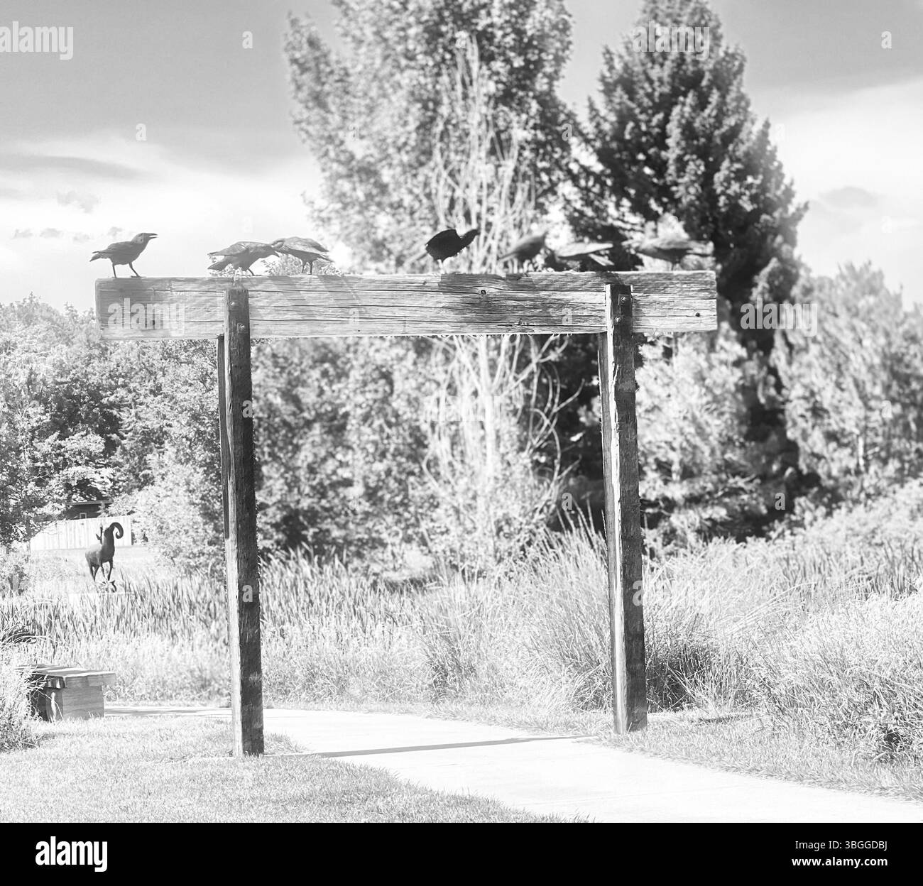A Murder of Crows, Sculpture in the Park, Loveland Colorado, USA - Immagine stock catturata con smartphone