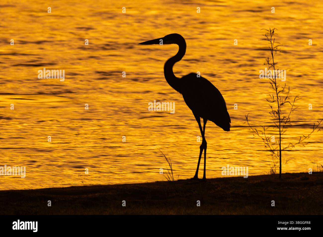Un Golia Heron inizia una giornata di pesca nella luce dorata dell'alba. Sono pazienti cacciatori di furtività e resteranno immobile per ore per mangiare Foto Stock