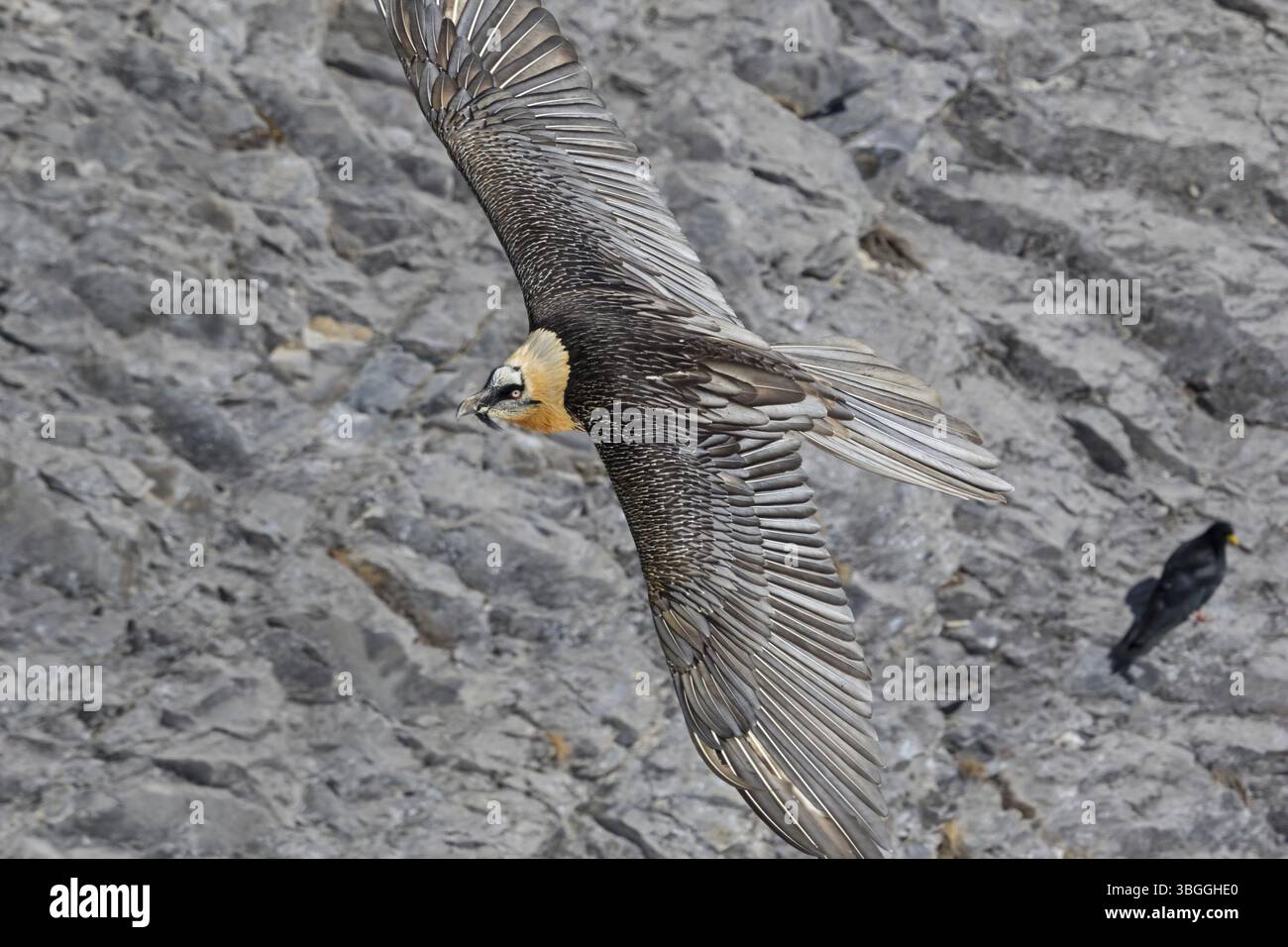 Avvoltoio barbuto, lammergeier, (Gypaetus barbatus), (Gypaetus barbatus meridionalis), foto di volo, animali, uccelli, avvoltoio, rapaci, falchi Foto Stock
