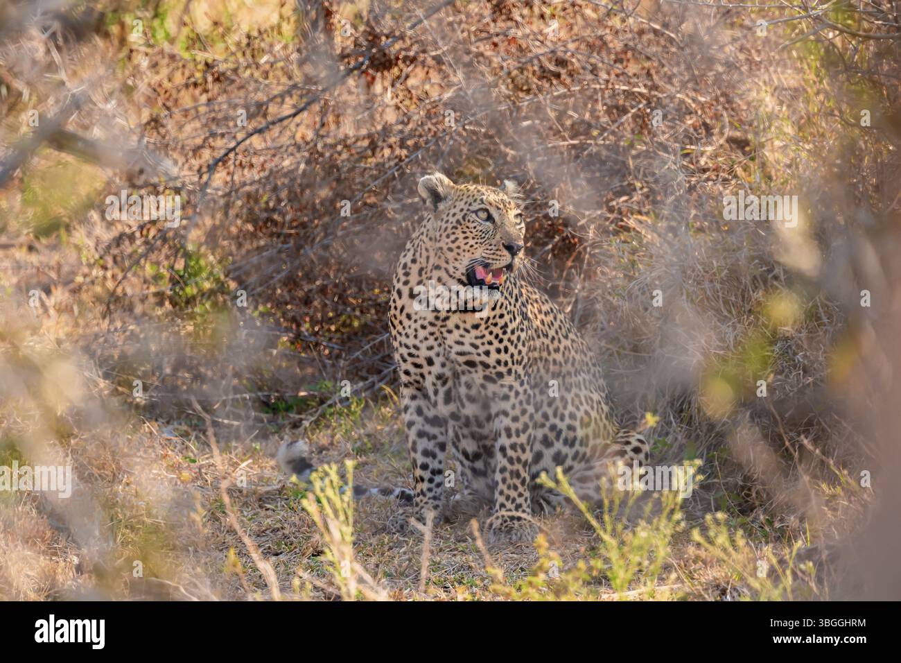 Leopardo (Panthera pardus) seduto, tra cespugli densi, adulto, Kruger National Park, Sud Africa, Africa Foto Stock