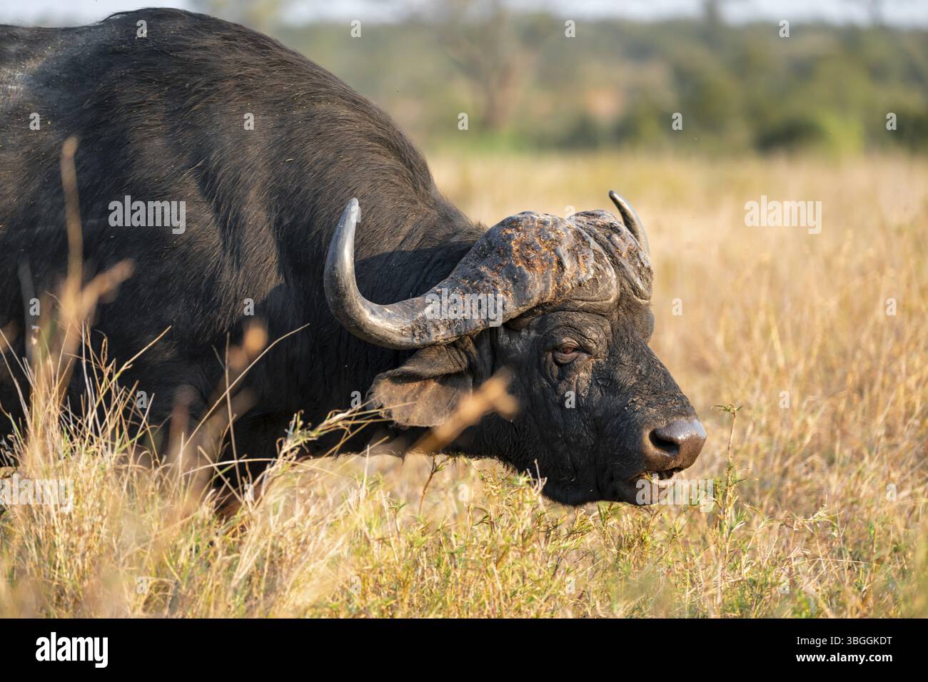 Bufalo del Capo (Syncerus caffer caffer), maschio adulto, in erba asciutta, alla luce della sera, ritratto di animali, Parco Nazionale di Kruger, Sudafrica, Africa Foto Stock Bufalo del Capo (Syncerus caffer caffer), maschio adulto, in erba asciutta, alla luce della sera, ritratto di animali, Parco Nazionale di Kruger, Sudafrica, Africa Foto Stock