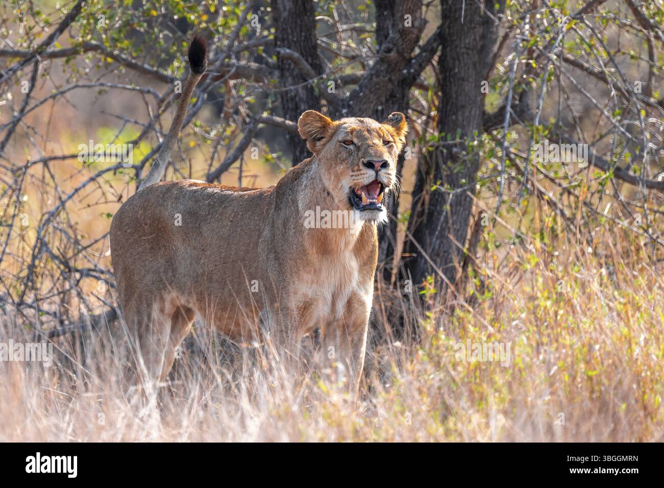 Leone (Panthera leo), donna adulta, al belvedere, in erba alta, savana africana, parco nazionale di Kruger, Sudafrica, Africa Foto Stock