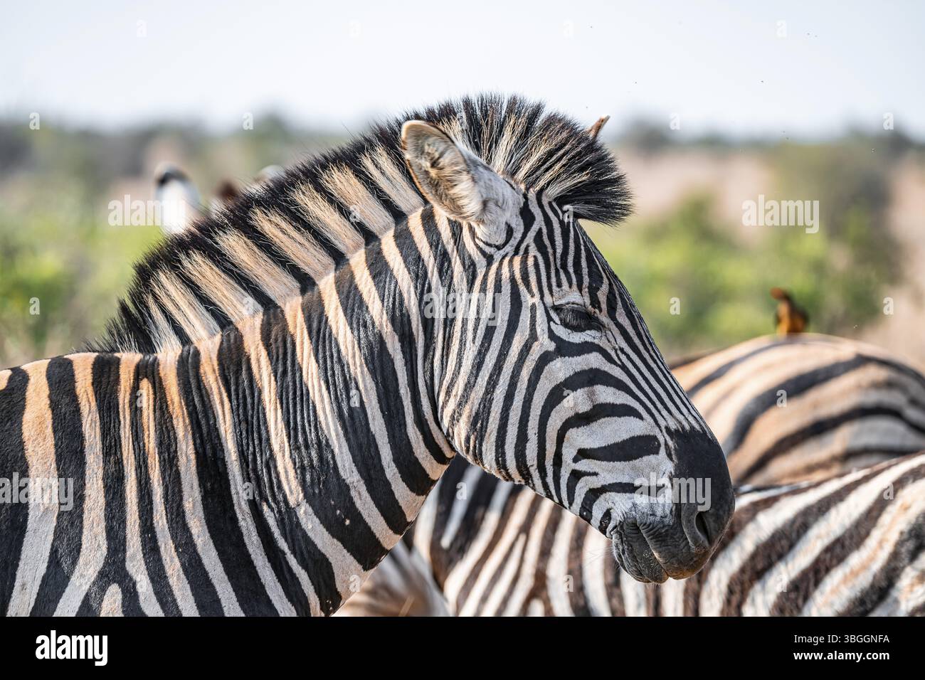 Plains zebra (Equus quagga), adulto, ritratto di animali, Parco nazionale di Kruger, Sudafrica, Africa Foto Stock