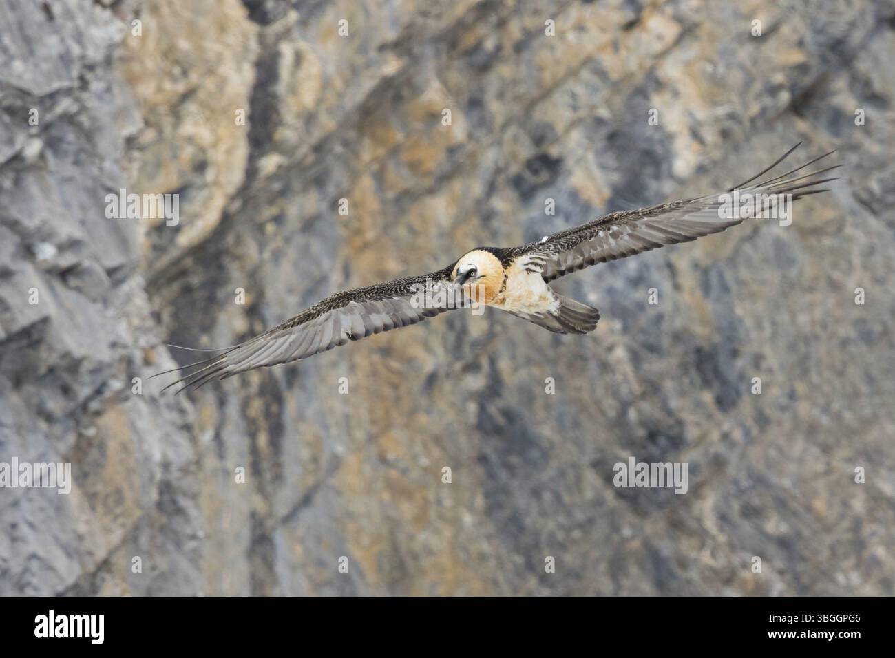 Avvoltoio barbuto, lammergeier, (Gypaetus barbatus), (Gypaetus barbatus meridionalis), foto di volo, animali, uccelli, avvoltoio, rapaci, falchi Foto Stock