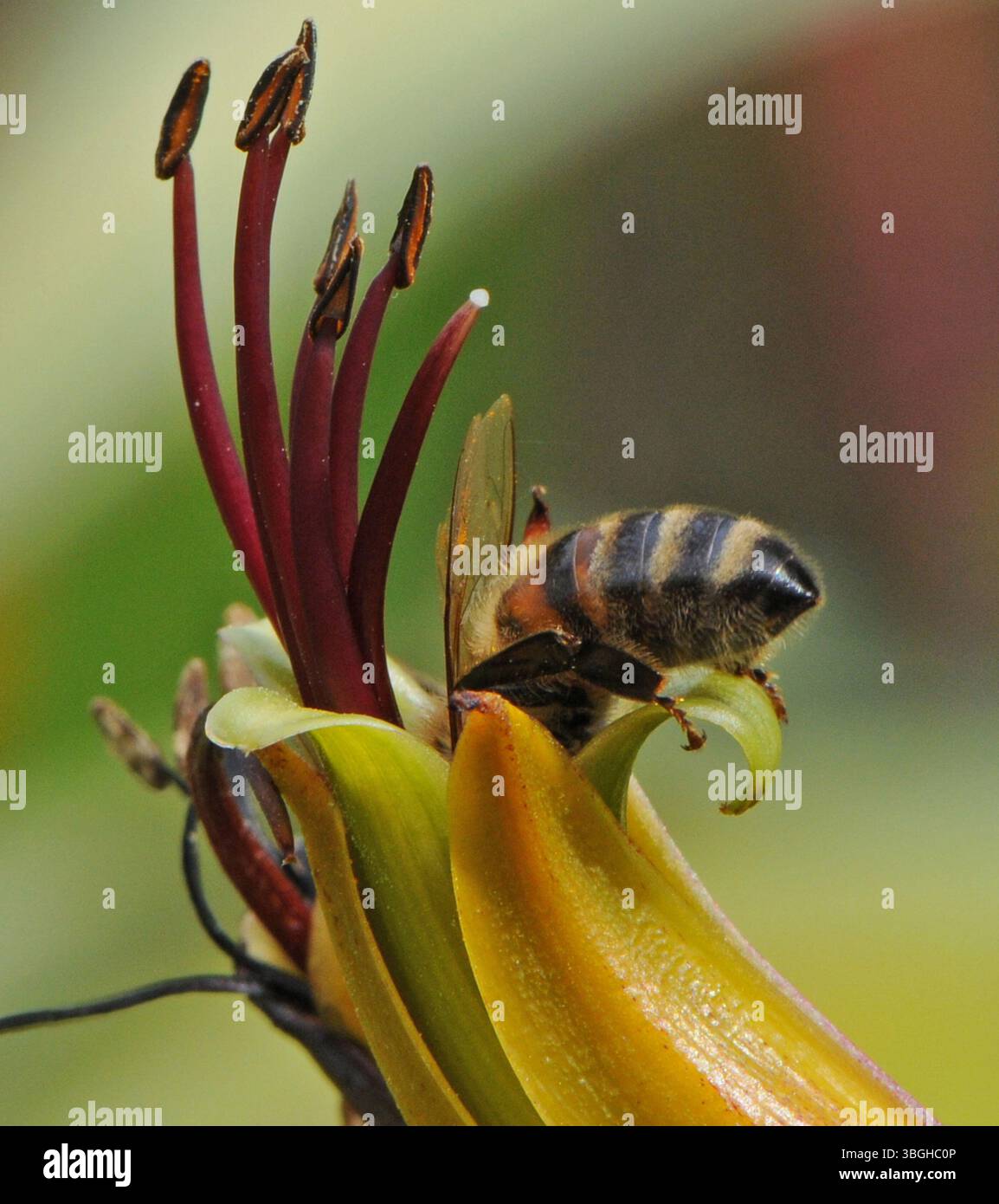 Ape miele nei fiori di Phormium Foto Stock