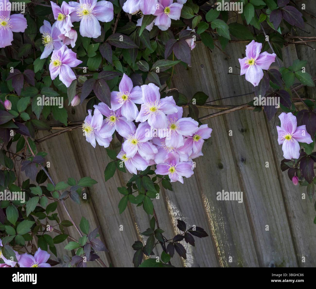 La clematide himalayana è fiorita in primavera Foto Stock