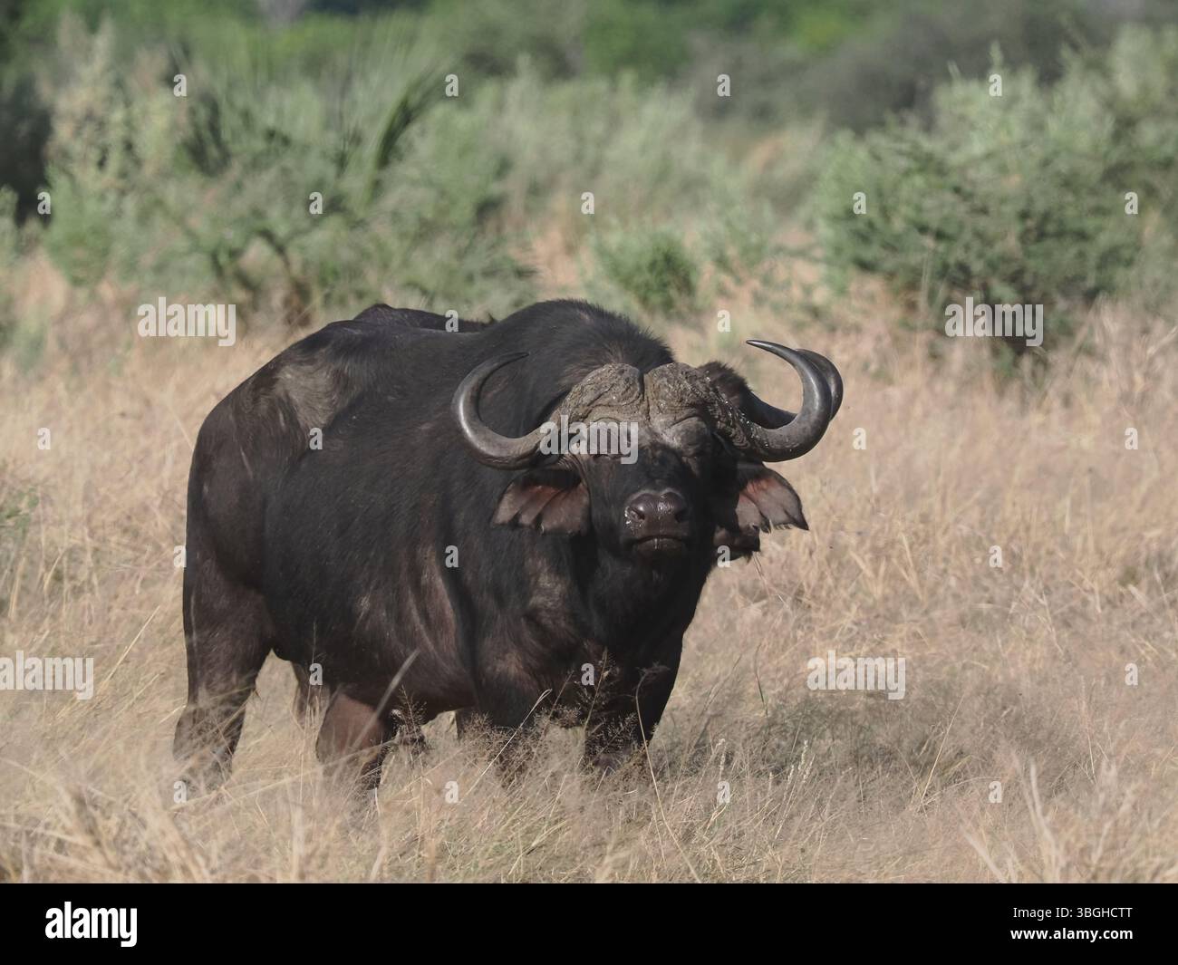 I bufali del Capo sono un erbivoro bovino molto grande, di solito si trovano in grandi mandrie, il che contribuisce alla protezione dai grandi predatori che li predano. Foto Stock