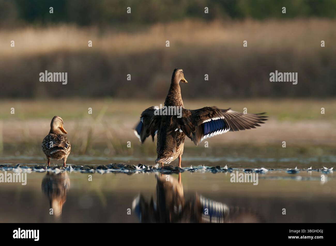 Mallard (Anas platyrhynchos) – iconica anatra da abbattimento. Maschi verde lucido, femmine marroni strisciati. Ovunque nei laghi e negli stagni. Foto Stock