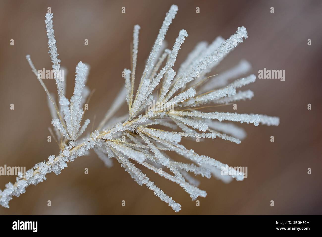 Un'infiorescenza secca dell'erba delle setole di piume, Pennisetum alopecuroides, decorata con brina Foto Stock