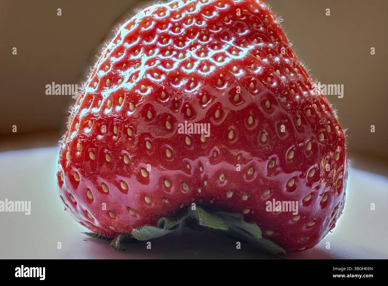 Fragola selvatica con frutta matura in primo piano Foto Stock