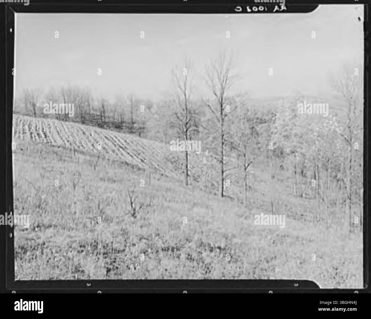 Questo campo collinare è indicato come inadatto all'agricoltura a causa della sua pendenza ripida, che aumenta il rischio di erosione del suolo e rende difficile la coltivazione. Foto Stock