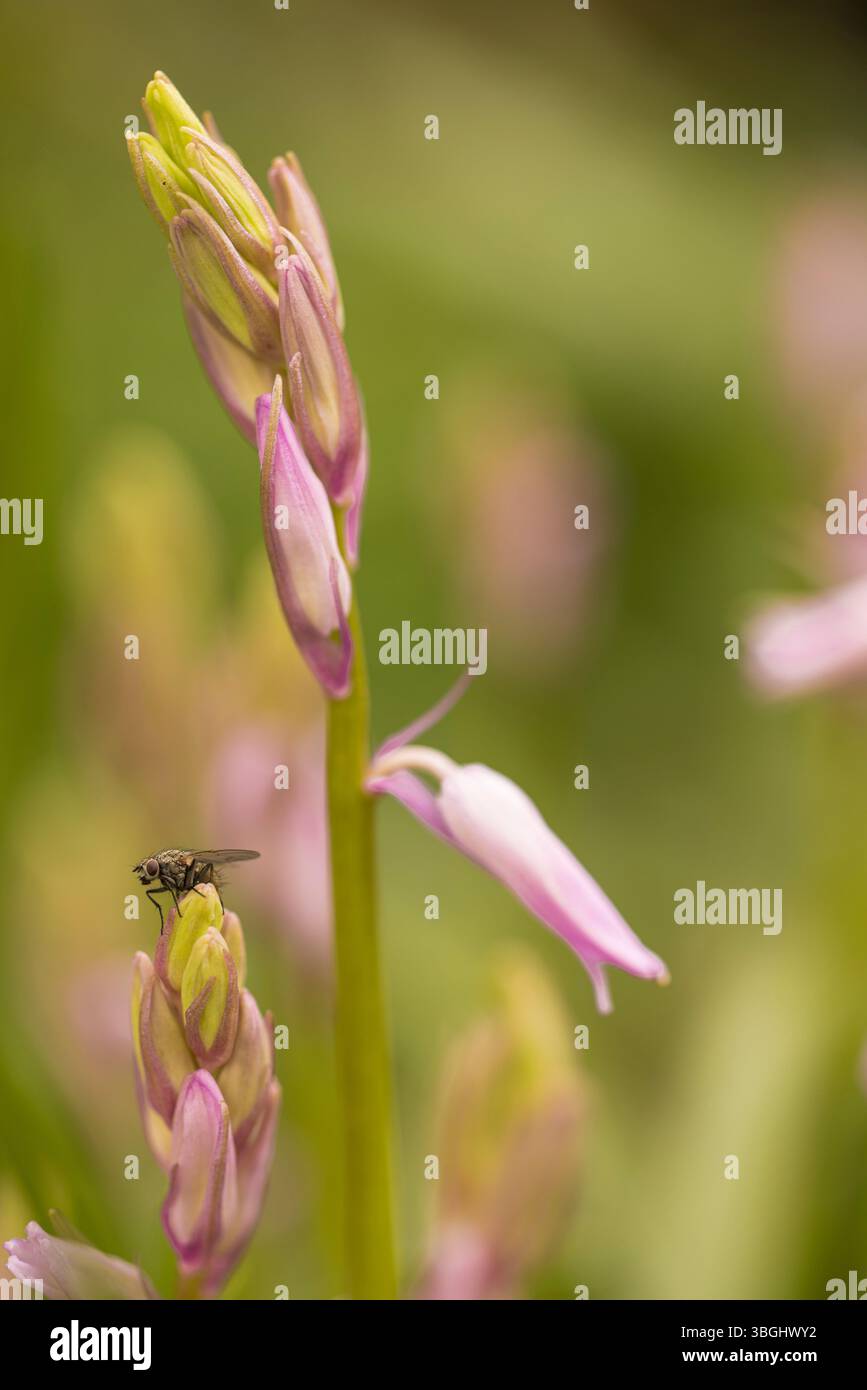 Spanish bluebell Foto Stock