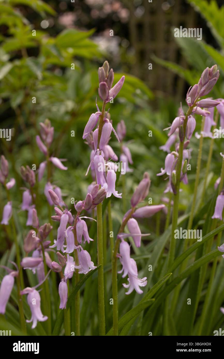 Spagnolo (bluebell Hyacinthoides hispanica) Foto Stock