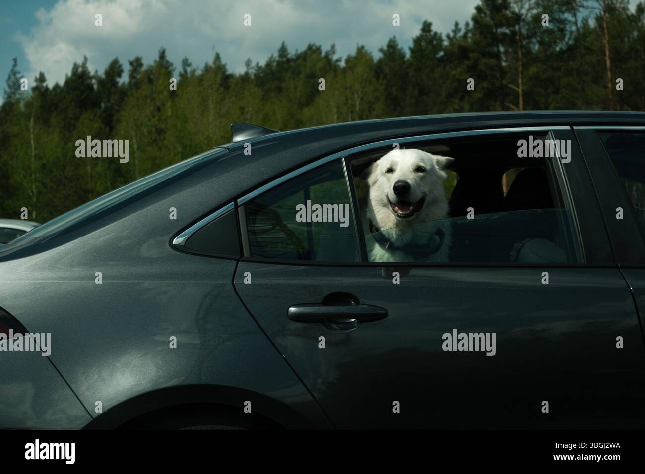 Cane bianco che guarda fuori dal finestrino di un'auto, Polonia Foto Stock