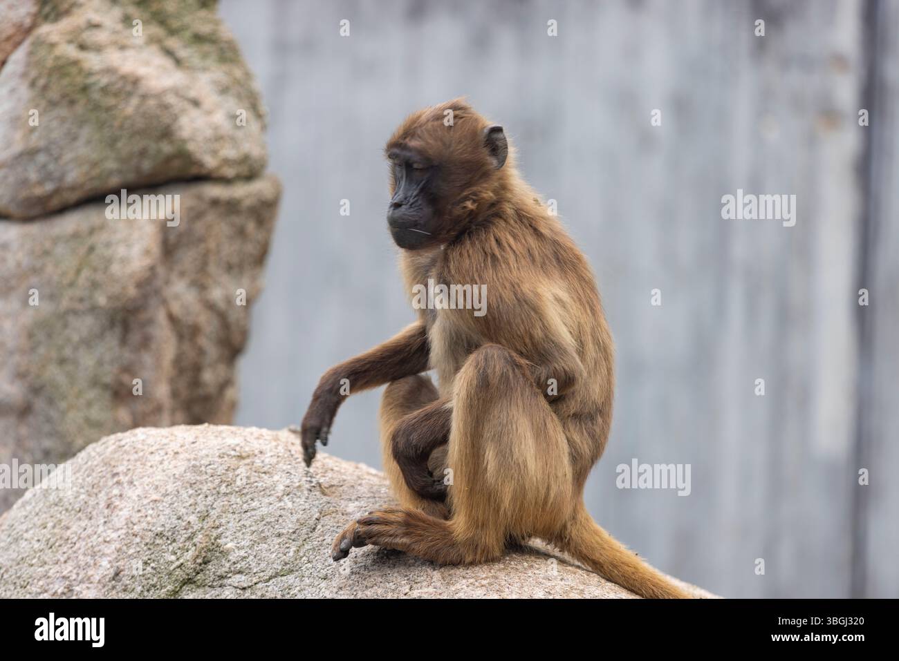 Scimmia, gelada, scimmia con cuore sanguinante, Cercopithecinae Foto Stock