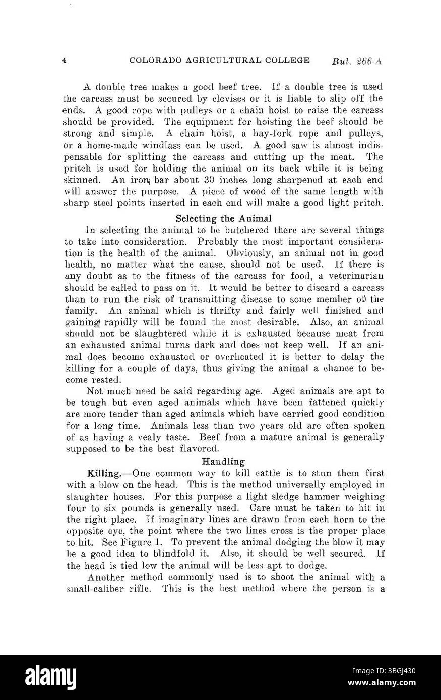 Il documento del luglio 1927 sulla macellazione delle carni bovine nell'azienda discute i processi e le tecniche utilizzati per la macellazione. Fornisce informazioni sulla gestione del bestiame, sulla lavorazione della carne e sugli aspetti pratici della macellazione agricola, riflettendo le pratiche agricole del tempo. Foto Stock
