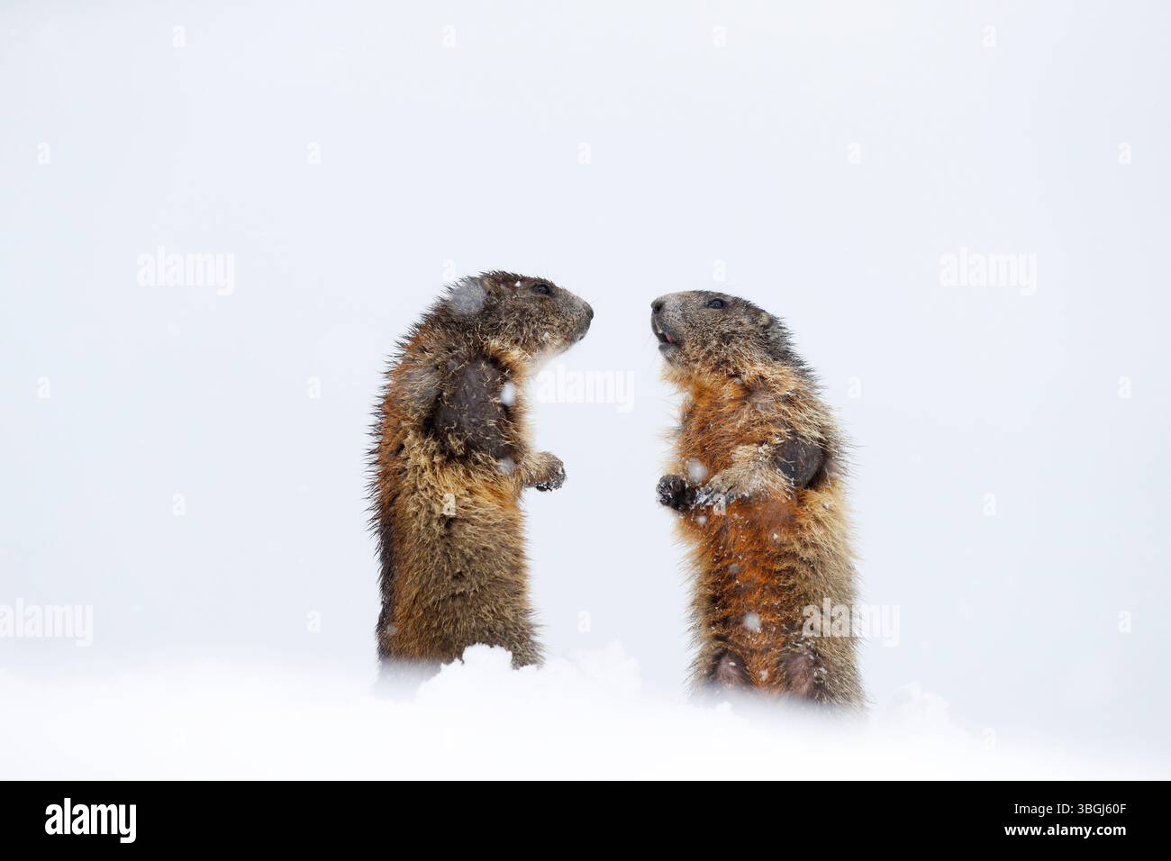 Marmotta alpina (Marmota marmota), due giovani marmotte in piedi l'una di fronte all'altra nella neve durante le nevicate Foto Stock