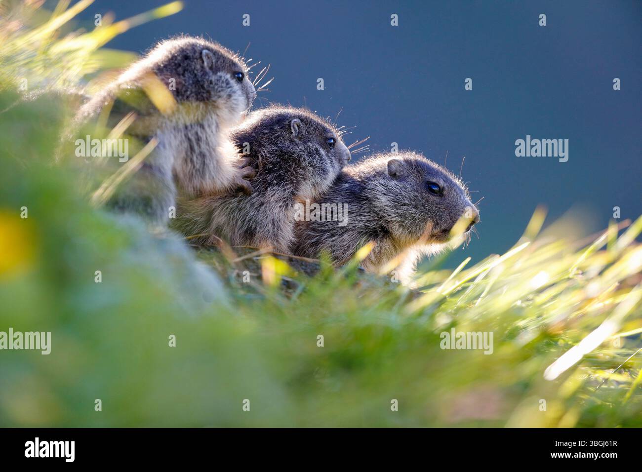 Marmotta alpina (Marmota marmota), tre giovani marmotte alla tana nell'erba, retroilluminato guardando di lato Foto Stock